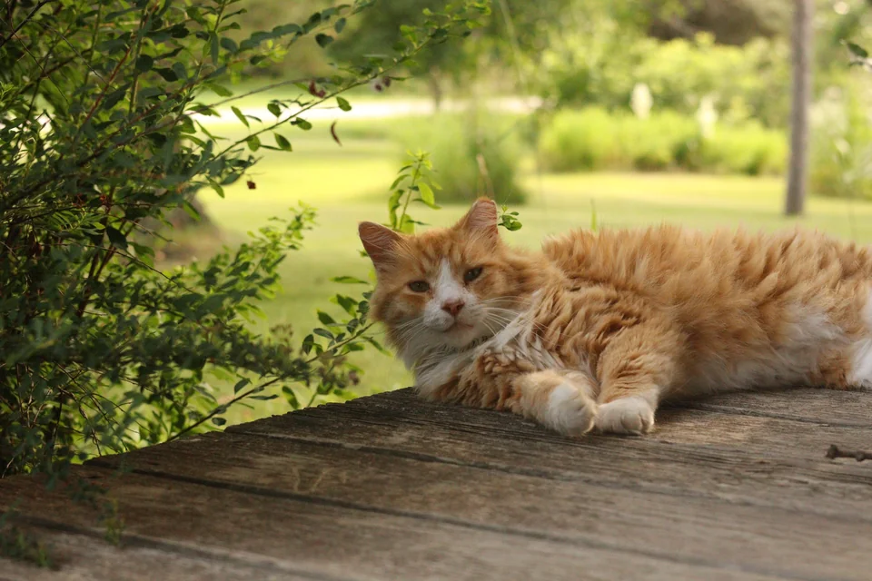 An orange and white cat resting on a wooden table beneath garden foliage.